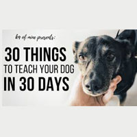 Digital Dog Training Course