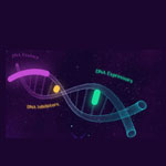 DNA MAGIC