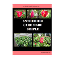 Anthurium Care