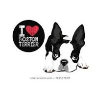 Boston Terrier Secrets