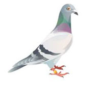 Racing Pigeons