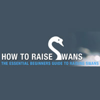 How To Raise Swans