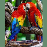 Parrot Secrets