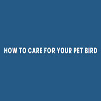 Pet Bird.